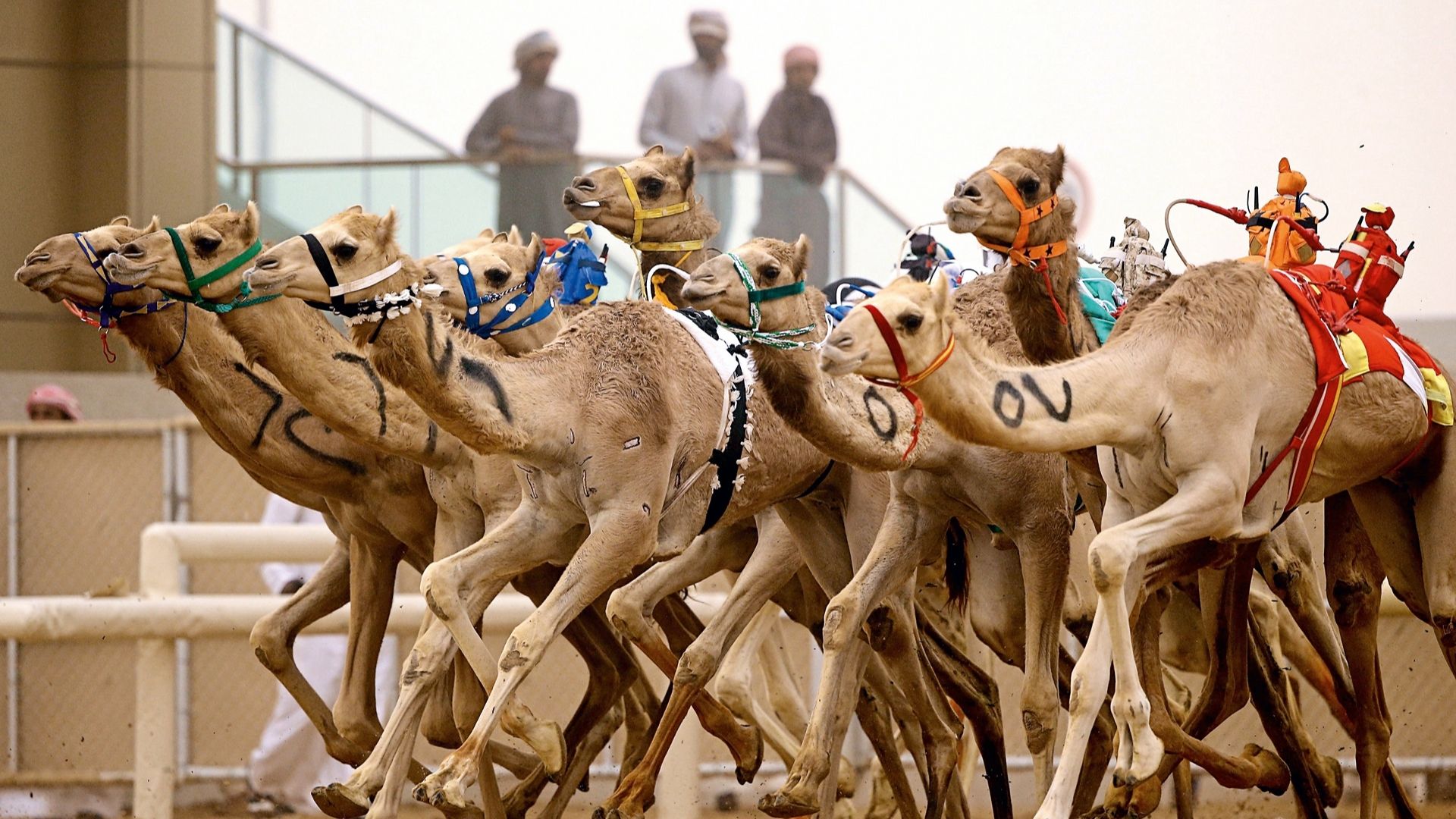 Al Sawan camel race track - Timeless Trails